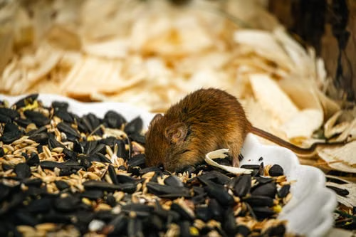 Dostupná potrava může vytvářet podmínky pro výskyt hlodavců, proto je důležitou součástí prevence také správné skladování potravin a nakládání s odpady.