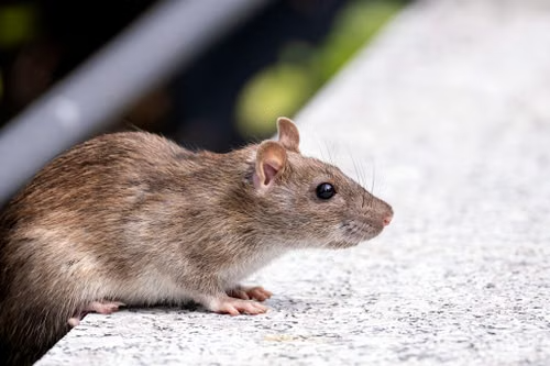 Odhalení prvních známek aktivity hlodavců umožňuje včas určit jejich trasy a úkryty a omezit riziko dalšího šíření.